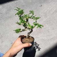 ราคา Pamathegardener บอนไซ มีหลายสายพันธุ์ 3 นิ้ว มะสัง ธรรมชาติ (10546272)