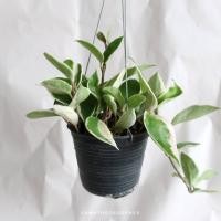 ราคา Pamathegardener โฮย่าใบด่างชมพู Hoya Krimson Queen ธรรมชาติ 4 นิ้ว โฮย่าใบด่างชมพู (10547764)