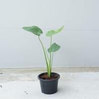 ราคา Pamathegardener ต้นมอนสเตอร่า แบบเพาะเมล็ด S ต้นมอนสเตอร่า ธรรมชาติ (10546498)