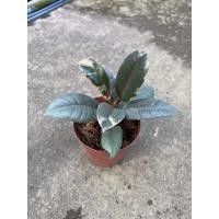 ราคา Pamathegardener ต้นยางอินเดียด่างชมพู S ต้นยางอินเดียด่างชมพู ธรรมชาติ (10547803)