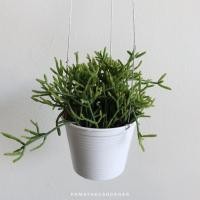 ราคา Pamathegardener ริพซาลิสปะการัง ขาว 4 นิ้ว ริพซาลิสปะการัง (10547841)