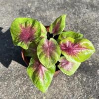 ราคา Pamathegardener บอนไข่เค็ม บอนบุษราคัม บอนสี 1 ต้น บอนไข่เค็ม ธรรมชาติ (10545541)