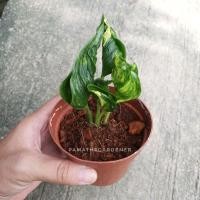 ราคา Pamathegardener ต้นห่อเงินห่อทองด่าง ด่าง 1 กระถาง ต้นห่อเงินห่อทอง (10545740)