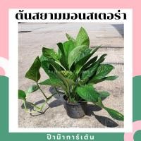 ราคา Pamathegardener ต้นสยามมอนสเตอร่า Rhaphidophora Siam Monstera 1 กระถาง ต้นสยามมอนสเตอร่า ธรรมชาติ (10545804)