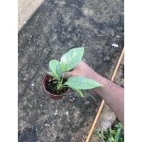 ราคา Pamathegardener มอนสเตอร่าจินนี่ ยังไม่ฉีก 3 นิ้ว มอนสเตอร่าจินนี่ (10545979)