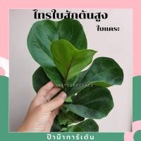 ราคา Pamathegardener ไทรใบสักต้นสูง 70 ซม. ใบแคระ ธรรมชาติ (10546298)