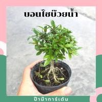ราคา Pamathegardener บอนไซ มีหลายสายพันธุ์ ธรรมชาติ 3 นิ้ว ต้นบอนไซบ๊วยน้ำ (10546257)