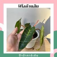 ราคา Pamathegardener ต้นฟิโลเดนดรอนก้านส้ม Philodendron Billietiae 6 นิ้ว ฟิโลเดนดรอน ก้านส้ม (10545580)