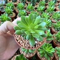 ราคา Pamathegardener กุหลาบหิน ธรรมชาติ 3 นิ้ว กุหลาบหิน (10545657)