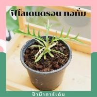 ราคา Pamathegardener ฟิโลเดนดรอน ทอทัม Philodendron Tortum ธรรมชาติ 6 นิ้ว ฟิโลเดนดรอน ทอทัม (10545722)