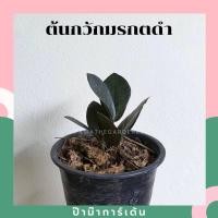 ราคา Pamathegardener กวักมรกตดำ 6 นิ้ว กวักมรกตดำ ธรรมชาติ (10546161)