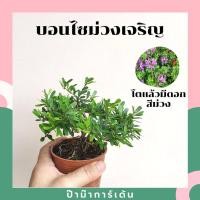 ราคา Pamathegardener บอนไซ มีหลายสายพันธุ์ 3 นิ้ว บอนไซม่วงเจริญ ธรรมชาติ (10546265)