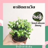 ราคา Pamathegardener บอนไซ มีหลายสายพันธุ์ 3 นิ้ว ชาปัตตาเวีย ธรรมชาติ (10546271)