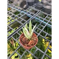 ราคา Pamathegardener ต้นเดหลีใบด่าง Peach Lilly ใบด่าง 3 นิ้ว ต้นเดหลี (10546295)