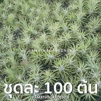 ราคา Pamathegardener ทิลแลนเซีย ชุด 100 ต้น 100 ต้น/ชุด ทิลแลนเซีย ขนาดใหญ่ (10547877)