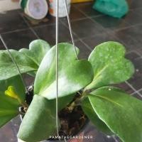 ราคา Pamathegardener โฮย่าหัวใจ หัวใจทศกันต์ Hoya Kerrii 1 ต้น โฮย่าหัวใจ ใบด่างใน (10547902)