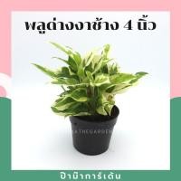 ราคา Pamathegardener พลูด่าง ต้นแน่นในกระถาง มีรากแน่น 4 นิ้ว พลูด่างงาช้าง ธรรมชาติ (10548110)