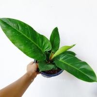 ราคา Pamathegardener ต้นรวยทรัพย์ ธรรมชาติ 8 นิ้ว ต้นใหญ่ ต้นรวยทรัพย์ (10548251)