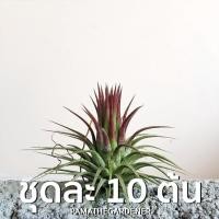 ราคา Pamathegardener ทิลแลนเซีย ชุด 10 ต้น ดอกบัว 10 ต้น/ชุด ทิลแลนเซีย (10547871)