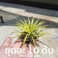 ราคา Pamathegardener ทิลแลนเซีย ชุด 10 ต้น ดอกขาว 10 ต้น/ชุด ทิลแลนเซีย (10547872)