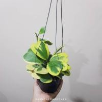 ราคา Pamathegardener โฮย่าหัวใจ หัวใจทศกันต์ Hoya Kerrii ใบด่างนอก 1 ต้น โฮย่าหัวใจ (10547900)