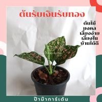 ราคา Pamathegardener ต้นรับเงินรับทอง ธรรมชาติ 1 ต้น ต้นรับเงินรับทอง (10548179)