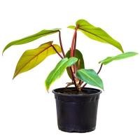 ราคา นครมีดี ต้นฟิโลเดนดรอน มรกตแดง Philodendron Erubescens 6 x 20 ซม. ฟิโลเดนดรอน มรกตแดง ธรรมชาติ (10550267)