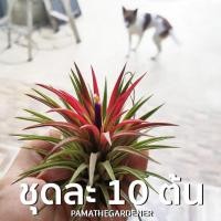 ราคา Pamathegardener ทิลแลนเซีย ชุด 10 ต้น 10 ต้น/ชุด ทิลแลนเซีย ดอกแดง (10547870)