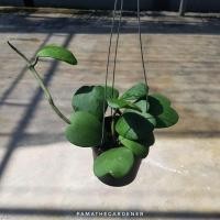 ราคา Pamathegardener โฮย่าหัวใจ หัวใจทศกันต์ Hoya Kerrii ใบเขียว 1 ต้น โฮย่าหัวใจ (10547901)