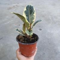 ราคา Pamathegardener ต้นยางอินเดียด่างขาว 1 กระถาง ต้นยางอินเดียด่างขาว ธรรมชาติ (10547965)