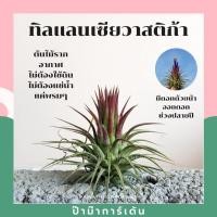 ราคา Pamathegardener ทิลแลนเซีย ต้นทรงดอกบัว Tillansia Ionantha Druid 1 ต้น ทิลแลนเซีย ธรรมชาติ (10548046)