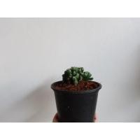 ราคา Pamathegardener ต้นหยกนำโชค ธรรมชาติ 1 กระถาง ต้นหยกนำโชค (10548180)