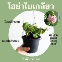 ราคา Pamathegardener โฮย่าใบเกลียว Hoya Compacta 4 นิ้ว โฮย่าใบเกลียว ธรรมชาติ (10548337)