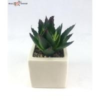 ราคา Oriental Fine Art ว่านหางจระเข้ปลอม1 หัว ไม่รวมกระถาง หัวแคคตัสจัดสวนถาด (10797643)