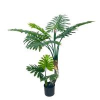 ราคา Madam Khajee Philodendron Bonsai ต้นฟิโลเดนดรอน 120 เขียว (10870980)