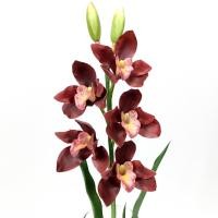 ราคา Oriental Fine Art กล้วยไม้ซิมบิเดียมจัดในแจกันแก้วทรงสูง รุ่น Burgundy CM5 (10796377)