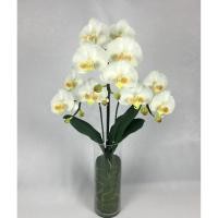 ราคา Oriental Fine Art ดอกกล้วยไม้จัดในแจกันแก้วทรงสูง White-Yellow (10796629)