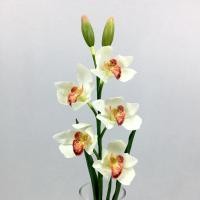 ราคา Oriental Fine Art กล้วยไม้ซิมบิเดียมจัดในแจกันแก้วทรงสูง - Cream-Peach (10795981)