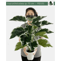 ราคา Pimarn ต้นว่านนางกวักด่างปลอม สูง 70 CM เขียว (10921599)