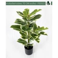 ราคา Pimarn ต้นยางอินเดียด่างปลอม ก้านเดี่ยว สูง 70 CM ต้นไม้อย่างเดียว (10975327)