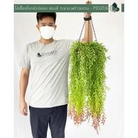 ราคา Pimarn ไม้เลื้อยปลอม ใบหลิวปลอม 70 CM พร้อมกระถางแขวนใยมะพร้าว ใบหลิว 2 สี (10975415)