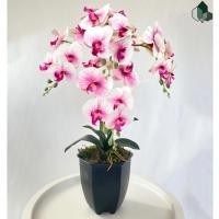 ราคา Pimarn ดอกไม้ปลอม ดอกกล้วยไม้ปลอม สีขาวอมม่วง สูง 70 CM กระถางสีน้ำตาลเข้ม (10975795)