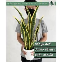 ราคา Pimarn ต้นไม้มงคลปลอมพร้อมกระถาง ต้นลิ้นมังกรปลอม สูง 70 CM กระถางสีขาว ไม่ต้องการหิน เพิ่มขาตั้งไม้ (10975284)