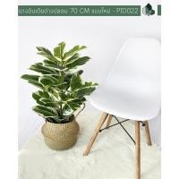 ราคา Pimarn ต้นยางอินเดียด่างปลอม ก้านเดี่ยว สูง 70 CM เพิ่มตะกร้าจูด (10975329)