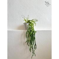 ราคา Plantto.store ต้นไม้ปลอม ก้ามปู พร้อมกระถางเซรามิค 12 W x 50 H (cm) กระถางขาว 12W x 50H (cm) (11001954)