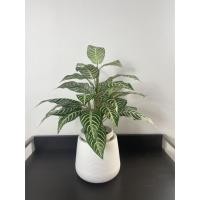 ราคา Pimarn ต้นไม้ปลอม ต้นคล้าม้าลายปลอม สูง 50 CM แถมฟรีกระถางสีขาว ไม่ต้องการหิน ต้นไม้+ กระถางเบลล่า (10975075)