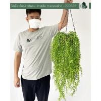 ราคา Pimarn ไม้เลื้อยปลอม ใบหลิวปลอม 70 CM พร้อมกระถางแขวนใยมะพร้าว ใบหลิวลายเสือ (10975416)