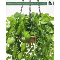 ราคา Pimarn ไม้เลื้อยปลอม ไม้เลื้อยตกแต่ง ยาว 80 CM แบบแขวน พร้อมกระถางกะลาใยมะพร้าว ใบแตงโม (10974753)