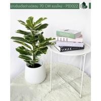 ราคา Pimarn ต้นยางอินเดียด่างปลอม ก้านเดี่ยว สูง 70 CM เพิ่มเบลล่า9นิ้ว (10975325)