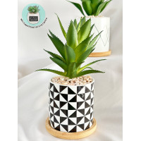ราคา whitepottedminiplants ต้นไม้ประดิษฐ์ในกระถางเซรามิกพร้อมถาดรอง B3 ต้นไม้ปลอม ถาดไม้รองกระถาง กระบองเพชรปลอม เขียว ธรรมชาติ (10993543)